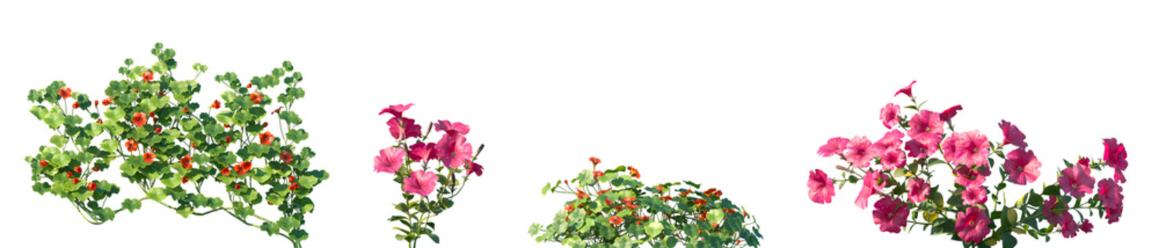 Set of Tropaeolum majus and Petunia hybrida flowering frontal isolated png on a transparent background perfectly cutout high resolution