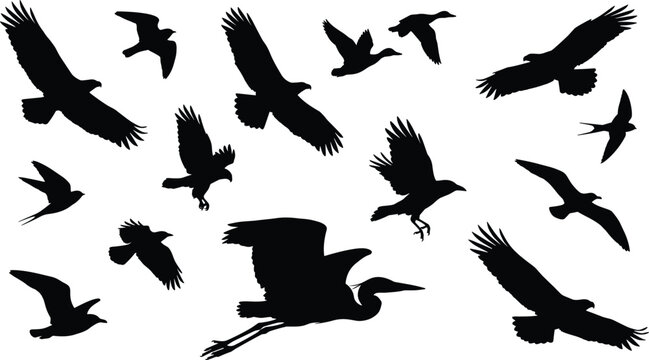 Flying birds silhouettes vector collection featuring detailed eagle hawk heron crow and seagull shapes isolated on white background