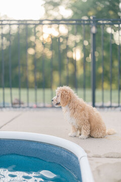 Dog sitting by pool with fence at sunset trees