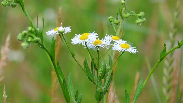 Annual fleabane, daisy fleabane or eastern daisy fleabane (Erigeron annuus) flowers.