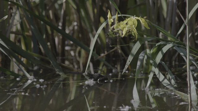 Lush marshland vegetation featuring aquatic plants, blooming flowers, and trees in the serene natural reserve known as Le Foppe Oasis.