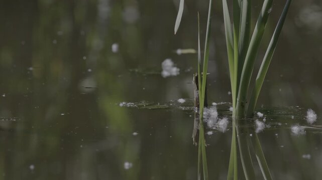 Lush marshland vegetation featuring aquatic plants, blooming flowers, and trees in the serene natural reserve known as Le Foppe Oasis.