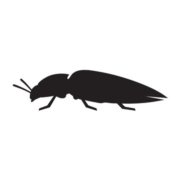Click Beetle Glyph Icon Black Silhouette Elongated Flat Design Vector