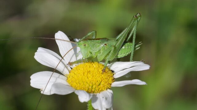 nymph of Great green bush-cricket (Tettigonia viridissima), among Annual fleabane, daisy fleabane or eastern daisy fleabane (Erigeron annuus) flowers. Slow motion.