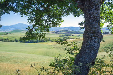 Naklejka premium Panoramic view of the hills and countryside surrounding the village of Pienza (Tuscany village, Italy) during early summertime.