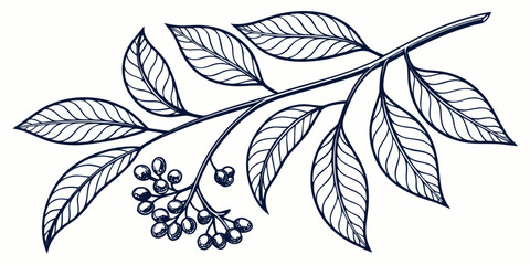 Black and white botanical illustration of a berry branch with botanical illustration isolated monochrome minimalist decoration woodland detailed backdrop engraving decorative ornamental © AG