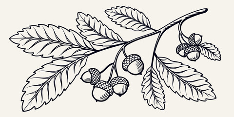 Botanical line art illustration of an oak branch with acorns and leaves botanical illustration isolated monochrome minimalist decoration woodland detailed engraving decorative ornamental © AG