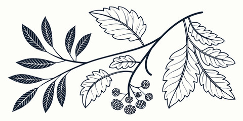 Black and white hand drawn botanical illustration of a berry branch with assorted leaves botanical illustration isolated monochrome minimalist decoration woodland detailed engraving creative © AG