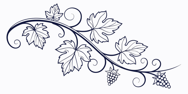 Stylized grapevine illustration with large leaves and bunches of grapes grapevine botanical illustration ornamental monochrome decoration isolated decorative stylized detailed climbing