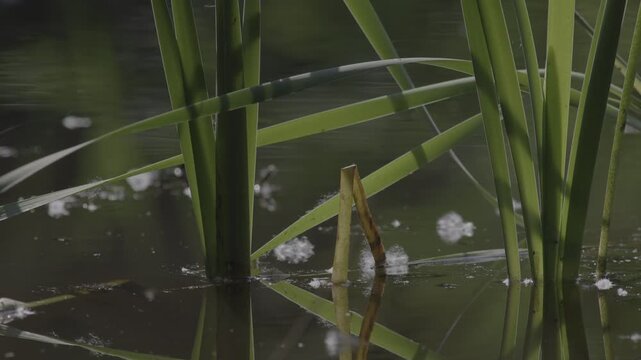 Lush marshland vegetation featuring aquatic plants, blooming flowers, and trees in the serene natural reserve known as Le Foppe Oasis.