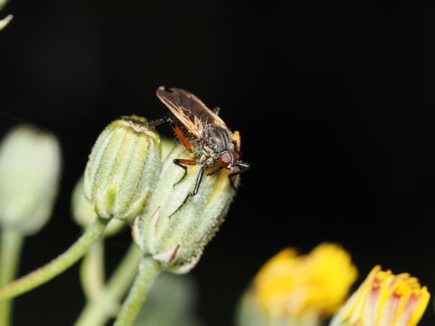 Una mosca de la familia Tachinidae posada sobre capullos florales. Presenta un cuerpo robusto y oscuro cubierto de fuertes setas r&iacute;gidas, ojos rojizos y f&eacute;mures con coloraci&oacute;n anaranjada.
