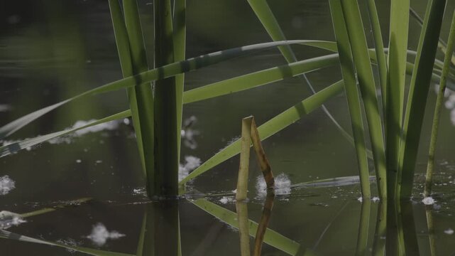 Lush marshland vegetation featuring aquatic plants, blooming flowers, and trees in the serene natural reserve known as Le Foppe Oasis.