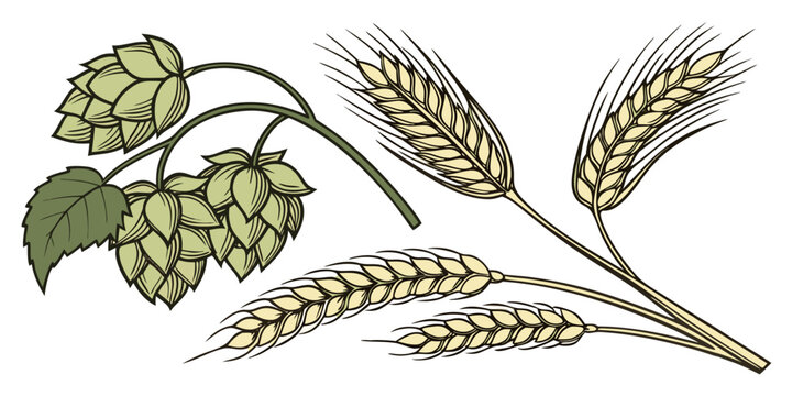 Decorative graphic element representing brewing with hops and wheat ears illustration craft beer making hops cones brewing ingredients brewing process raw materials farm to table industry
