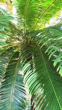 Cycas Palm Green Leaves Close Up, Slow Motion Camera Pan Through Tropical Exotic Plant.