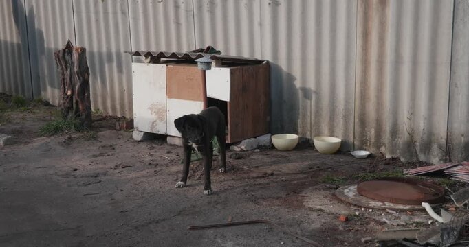 Black watchdog barking while chained to a shabby wooden kennel, standing on guard in a rural backyard next to a corrugated metal fence with empty food bowls nearby on the ground.