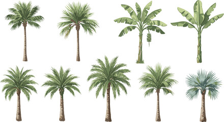 Tropical Palm and Banana Tree Vector Set with Diverse Exotic Botanical Foliage Plants for Summer Vacation Layouts Beach Backgrounds and Nature Design Elements © ovi