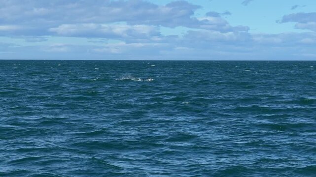 A whale tail rises above the ocean surface during a whale watching excursion near H&uacute;sav&iacute;k, Northern Iceland. This wildlife travel video of the North Atlantic