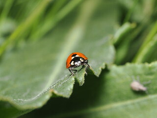 Fototapeta premium Una mariquita de siete puntos (Coccinella septempunctata) sobre una hoja verde. Su cuerpo semiesférico destaca por sus élitros rojos brillantes con puntos negros y un pronoto negro con manchas blancas