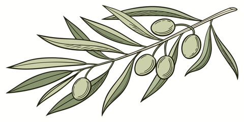 Olive branch with green olives and leaves tree branch botanical illustration plant stem food ingredient botanical drawing botanical mediterranean illustration agriculture vegetation © AD