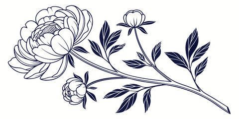 Detailed line art illustration of a peony flower with garden flower botanical illustration plant illustration flowering plant illustration botanical monochrome decoration fragrance vegetation © AD