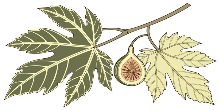 Illustration of a fig branch with leaves and a sliced fig cross section white background fruit illustration botanical illustration mediterranean delicacy vegetarian vitamins isolated