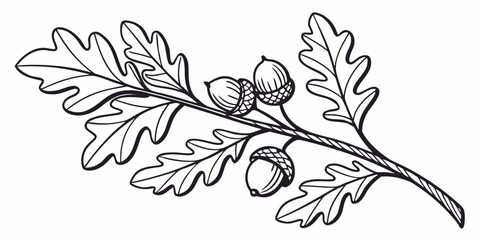 Outline illustration of an oak branch with a few acorns and leaves white background plant part seed pod oak tree oak leaf seasonal woodland botanical illustration minimalist isolated © AD
