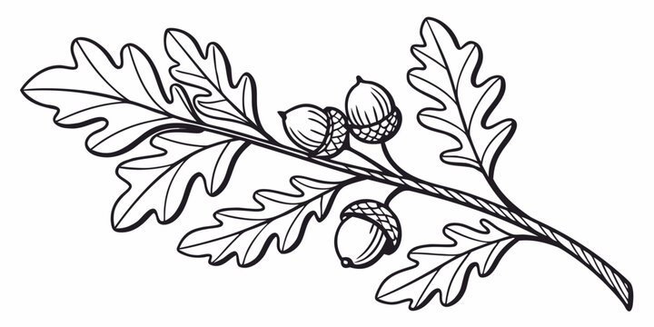 Outline illustration of an oak branch with a few acorns and leaves white background plant part seed pod oak tree oak leaf seasonal woodland botanical illustration minimalist isolated