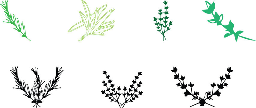 Aromatic culinary herbs and thyme sprigs vector icon set with black silhouettes and green outlines for kitchen seasoning