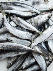 Fototapeta premium Frozen seafood anchovies and herring fish sprat on brick of ice and snow, shoaling fish on ice.