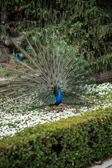 Obraz premium Peacocks in the Parque de El Retiro