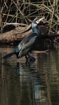 Kormoran