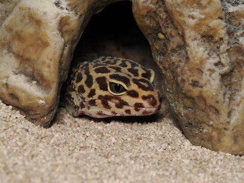 Primer plano de la cabeza de un geco leopardo (Eublepharis macularius) con coloraci&oacute;n o fase nominal, asom&aacute;ndose desde el interior de un refugio o cueva rocosa.