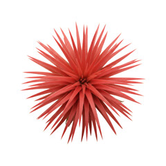 Obraz premium Vibrant crimson tillandsia air plant with spiraling leaves isolated on a white studio background with soft drop shadow, concept of botanical precision