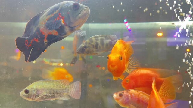 Tiger Oscar aquarium fish in fresh water tank.