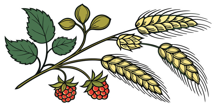 Detailed vintage style botanical illustration of raspberry branch with leaves and wheat ears raspberry botanical agriculture illustration ingredient isolated background decoration