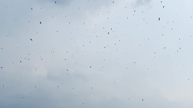 A massive flock of swift birds soaring across the sky in synchronized movement, creating a dramatic natural 
massive flock of swift birds soaring across the sky in synchronized movement, creatin