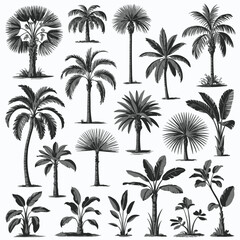Obraz premium Palm tree sketch vector illustration set featuring hand drawn tropical coconut palms banana trees and exotic botanical engraving foliage