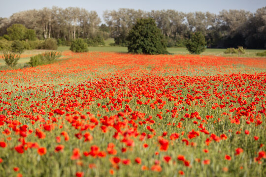 Mohnfeld in Brandenburg
