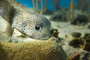 Black and white spotted porcupine pufferfish ,  Diodon hystrix,   hovering above brain coral and Bent sea rod,Plexaura flexuosa © Pete Niesen Photo