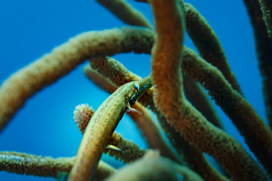 Bay Pipefish  hides camouflaged  in Bent sea rod,Plexaura flexuosa, on reef