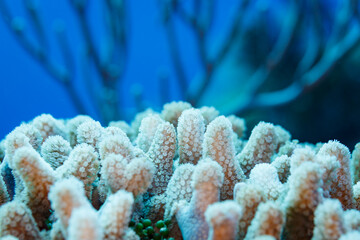 Closeup of white star shaped Daisy or clove  Coral Polyps © Pete Niesen Photo