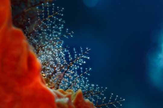 Nighttime display of tentacled polyps on Feather black coral ,  Antipathes pennacea,   hard coral