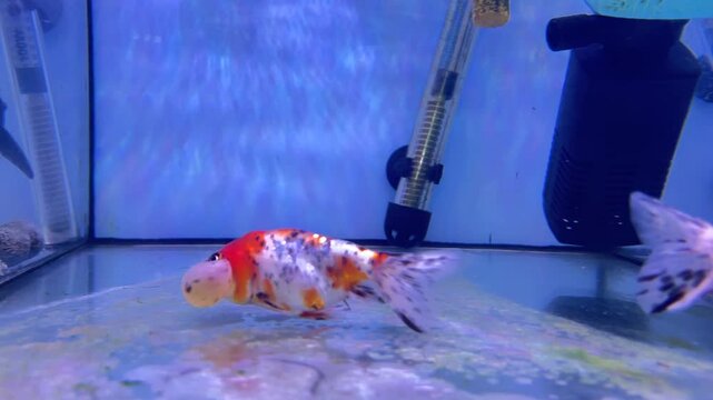 Calico Oranda goldfish in fresh water aquarium