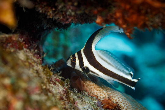 Closeup of Juvenile Black and white spotted drum fish, Equetus punctatus, without the black spots of the mature fish but  a longer top fin