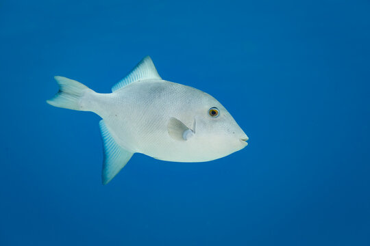 white or gray trigger fish, closeup of side