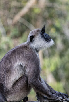 monkey sitting, Sri lanka monkey 