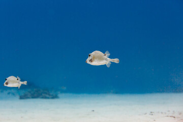 Pair of Honey comb Cow fish or Trunkfish, swim away from diver © Pete Niesen Photo