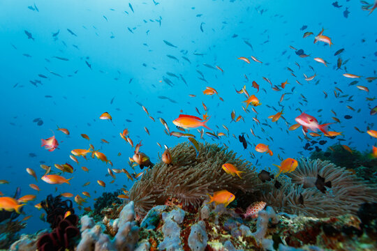 School of Coral Cod ,  Cephalopholis miniata,   and clown fish swim on coral reef