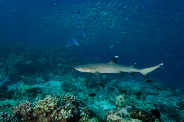 white tip reef shark swims close on  coral reef © Pete Niesen Photo