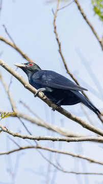 black koel bird on branch, Koha 
